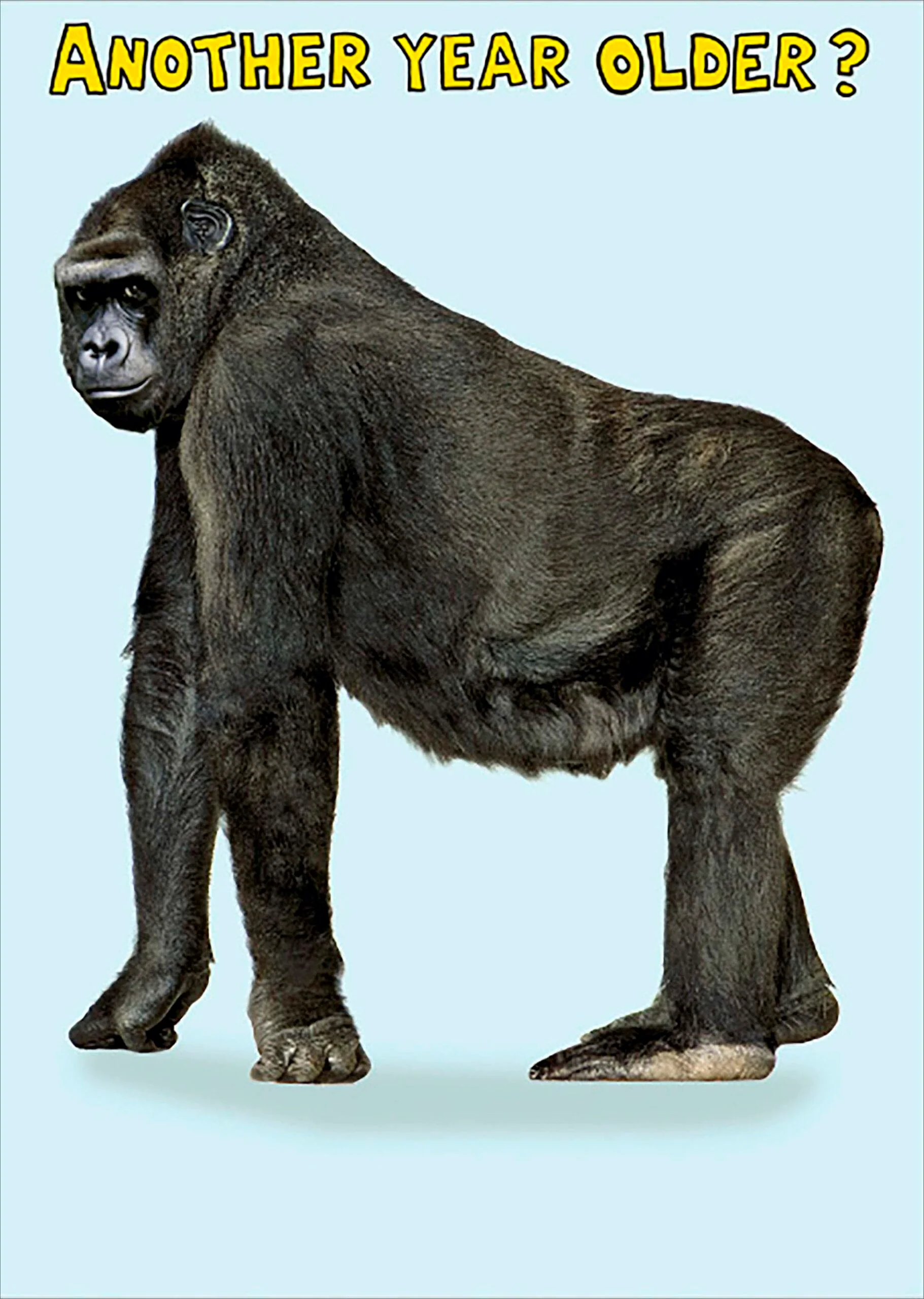 Birthday Humour Gorilla