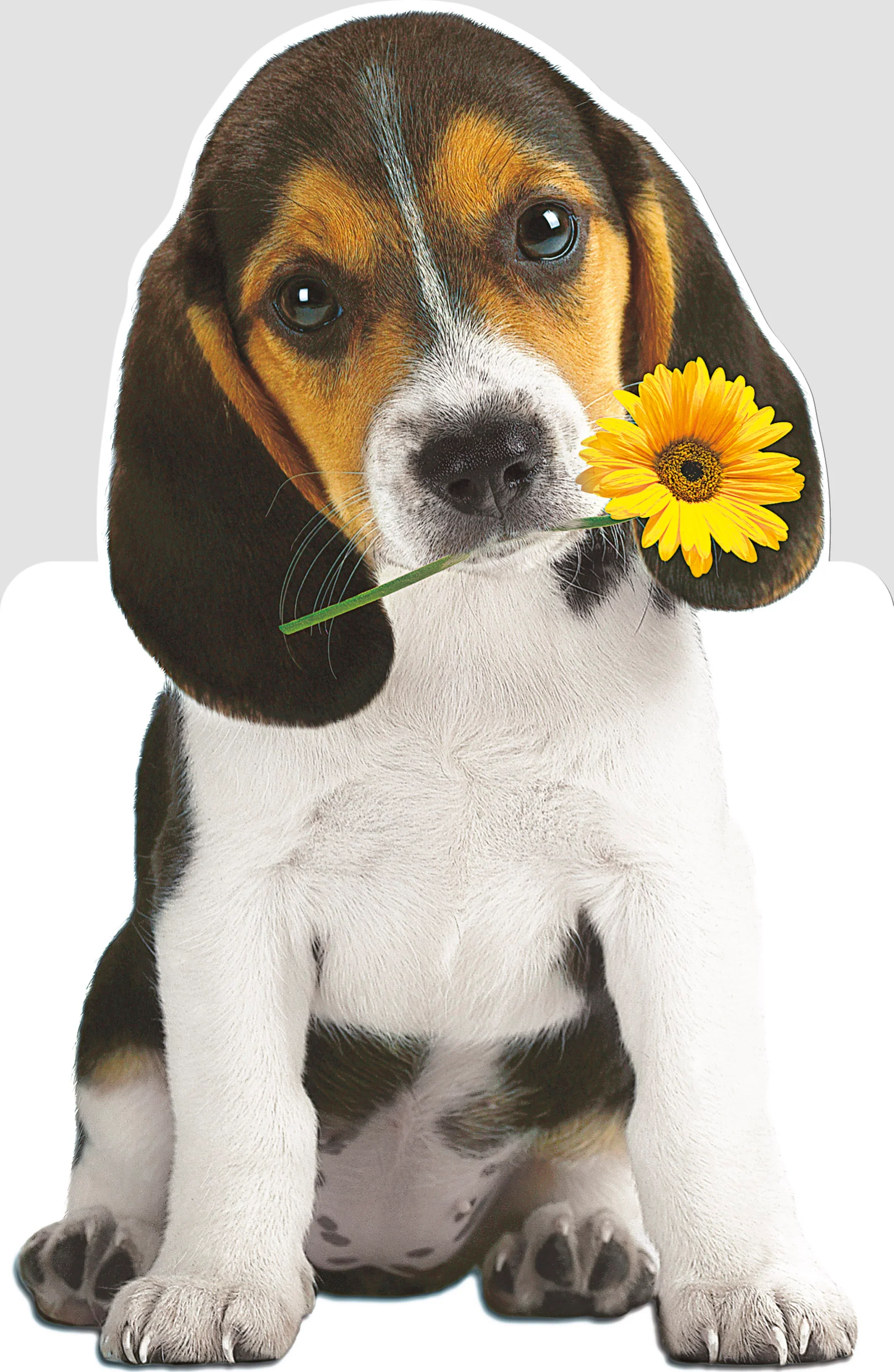 Happy Birthday - Dog